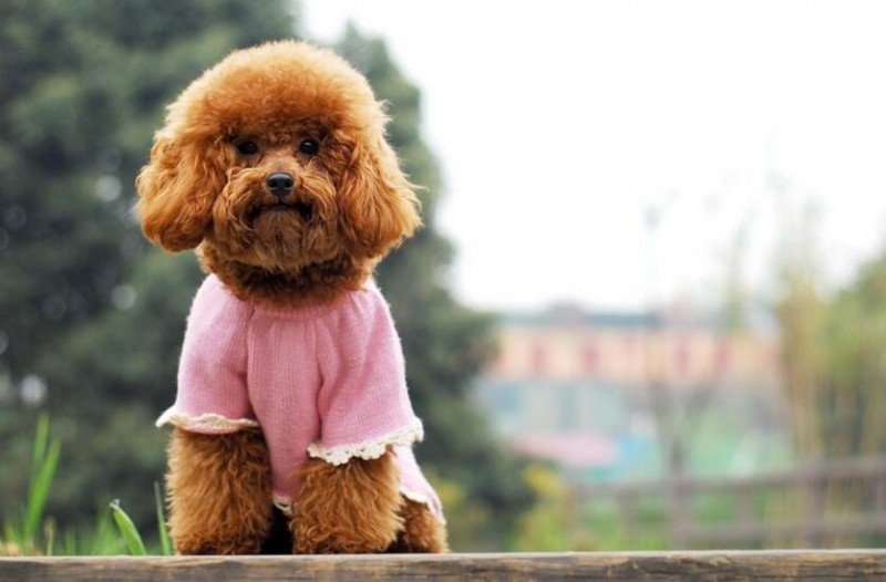 无为走失宠物狗：寻找爱与陪伴的温馨故事