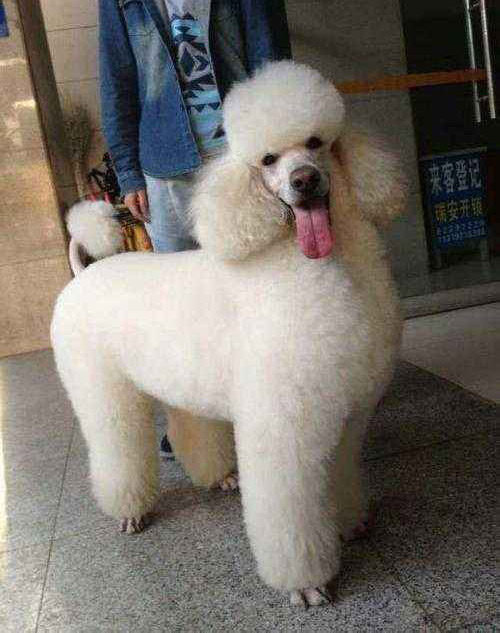 宠物狗耳朵发炎咋办？专业护理指南