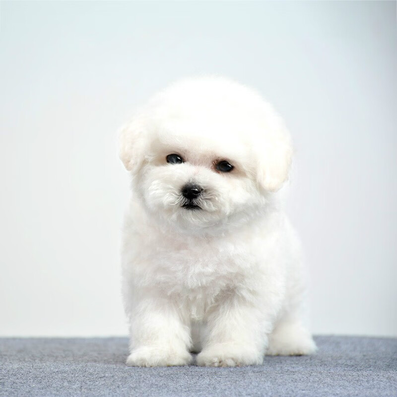 宠物狗怎样洗干净？专业清洁攻略大揭秘