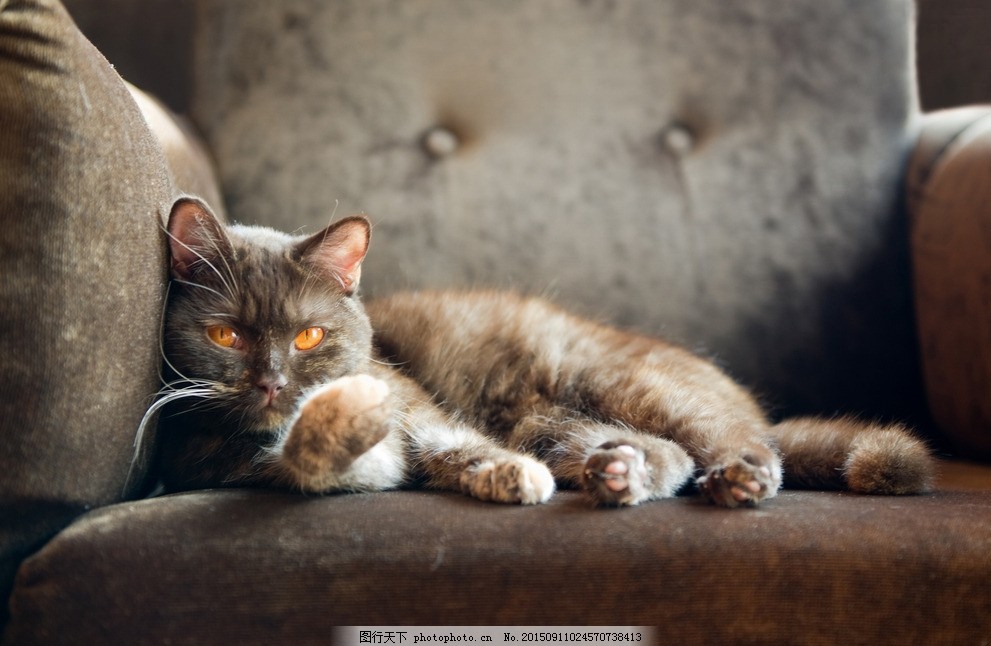 瞎子的宠物狗：一只特殊伙伴的温暖故事